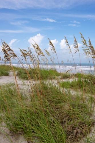 water;sand;Coast;Ocean;Florida;ocean;beach;waves;Sea Oats;Seascape;tropical;Sea;shoreline;shore